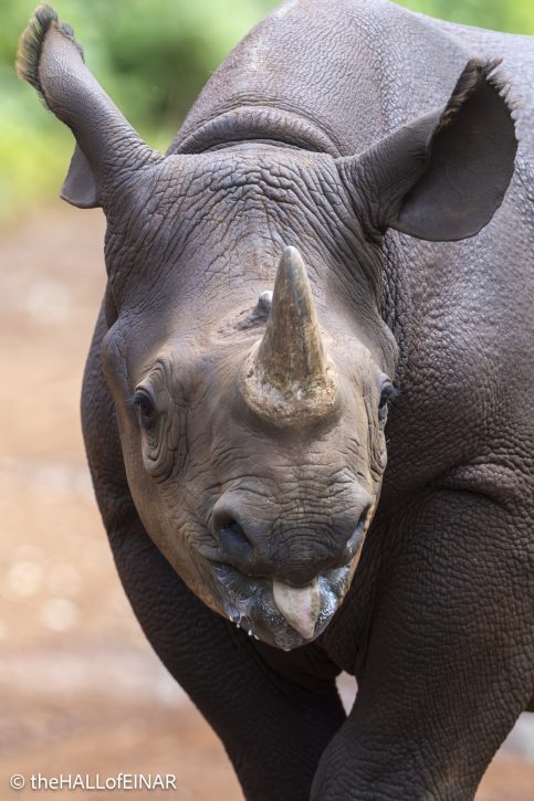 Black Rhino - Tytan - The Hall of Einar - photograph © David Bailey (not the)