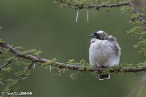 White-Browed Sparrow Weaver - The Hall of Einar - photograph © David Bailey (not the)