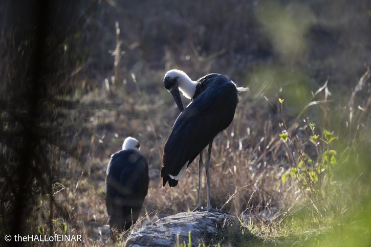 Woolly-Necked Storks - The Hall of Einar - photograph © David Bailey (not the)