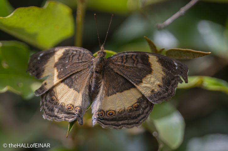 Yellow-banded Pansy Butterfly - The Hall of Einar - photograph © David Bailey (not the)