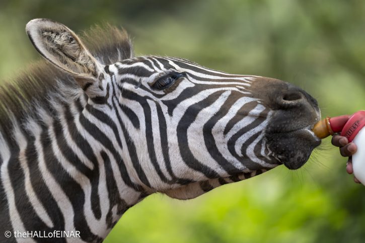 Notty the Zebra - The Hall of Einar - photograph © David Bailey (not the)