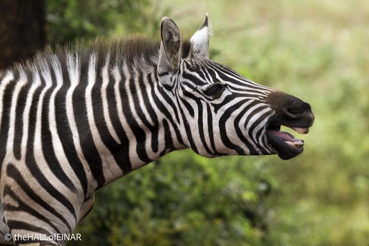 Notty the Zebra - The Hall of Einar - photograph © David Bailey (not the)