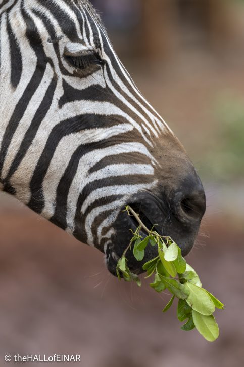Notty the Zebra - The Hall of Einar - photograph © David Bailey (not the)