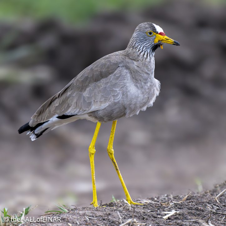 African Wattled Plover - The Hall of Einar - photograph © David Bailey (not the)
