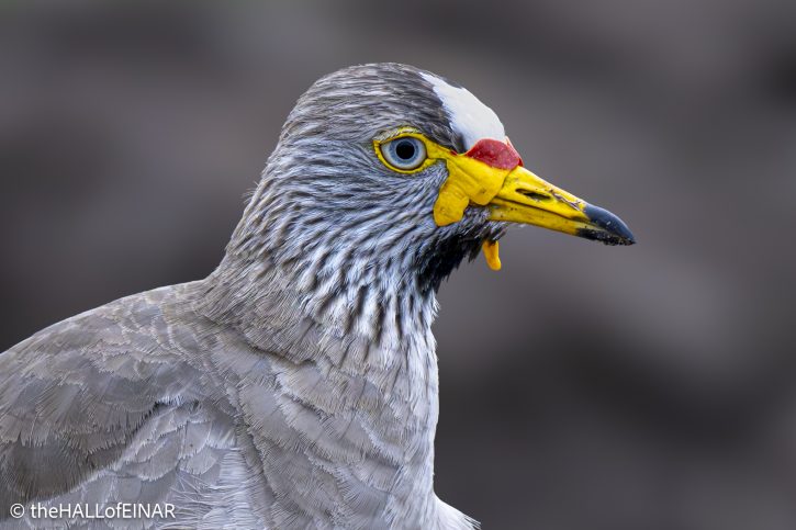 African Wattled Plover - The Hall of Einar - photograph © David Bailey (not the)