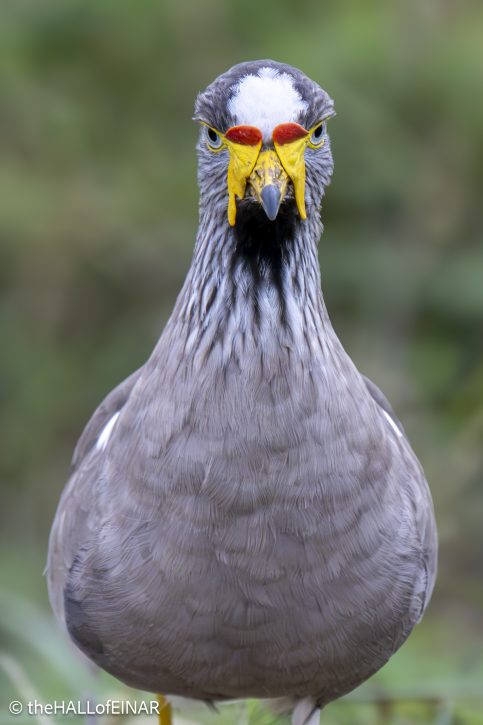 African Wattled Plover - The Hall of Einar - photograph © David Bailey (not the)