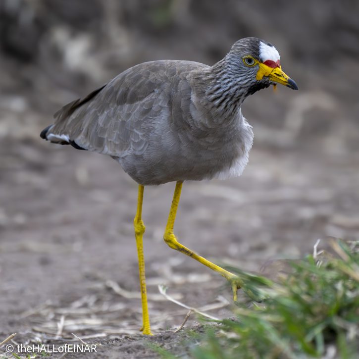 African Wattled Plover - The Hall of Einar - photograph © David Bailey (not the)