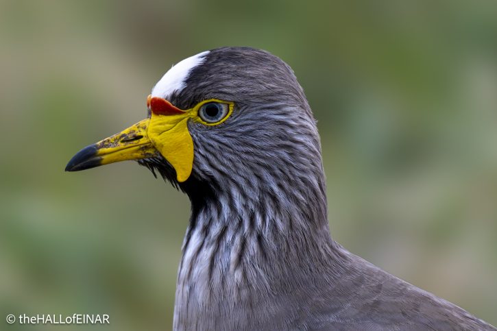 African Wattled Plover - The Hall of Einar - photograph © David Bailey (not the)