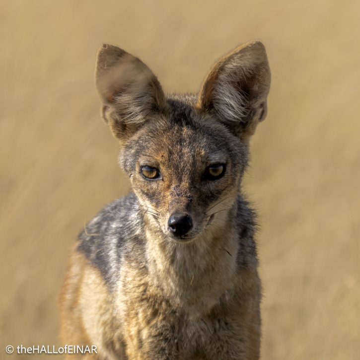 Black-Backed Jackal - Kenya Safari - The Hall of Einar- photograph © David Bailey (not the)