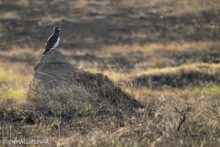 Black-Chested Snake Eagle - Kenya Safari - The Hall of Einar- photograph © David Bailey (not the)