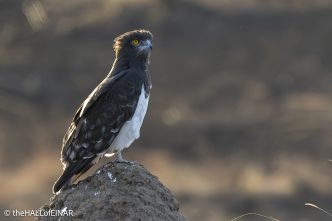 Black-Chested Snake Eagle - Kenya Safari - The Hall of Einar- photograph © David Bailey (not the)