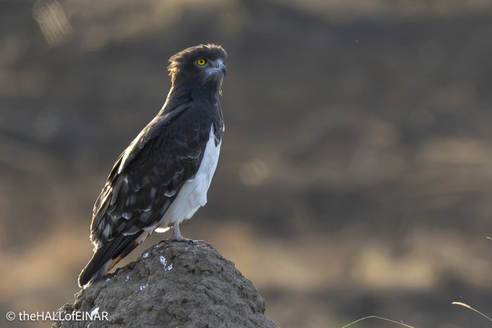 Black-Chested Snake Eagle - Kenya Safari - The Hall of Einar- photograph © David Bailey (not the)