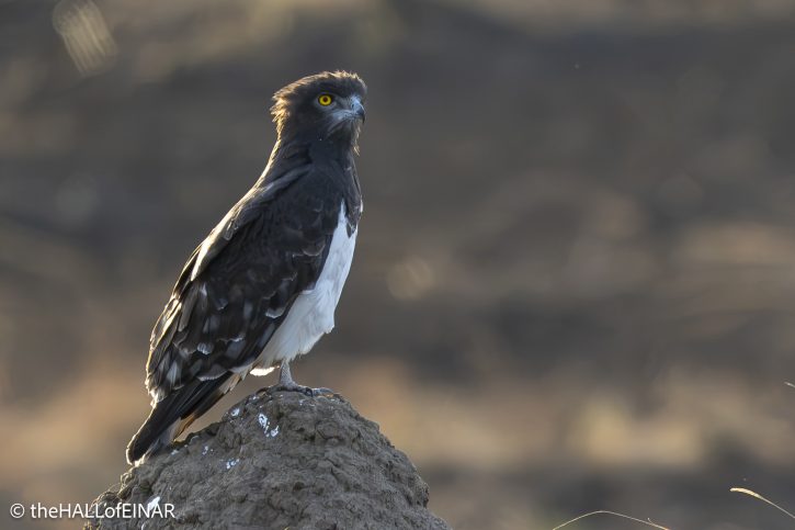 Black-Chested Snake Eagle - Kenya Safari - The Hall of Einar- photograph © David Bailey (not the)
