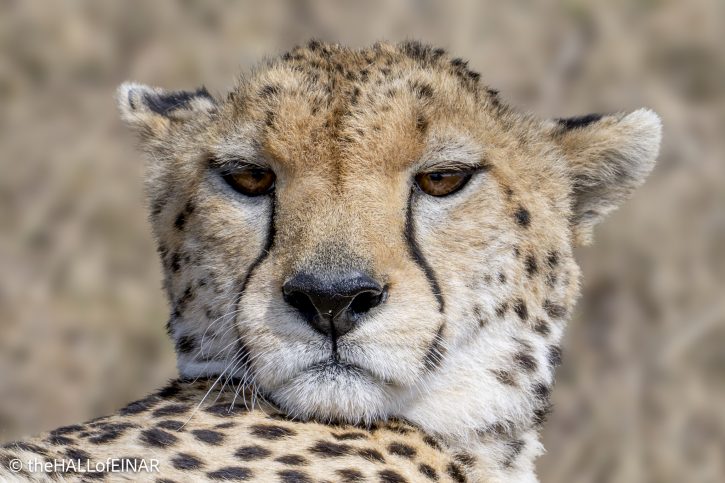Cheetah - The Hall of Einar - photograph © David Bailey (not the)