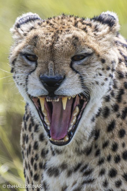 Cheetah - The Hall of Einar - photograph © David Bailey (not the)