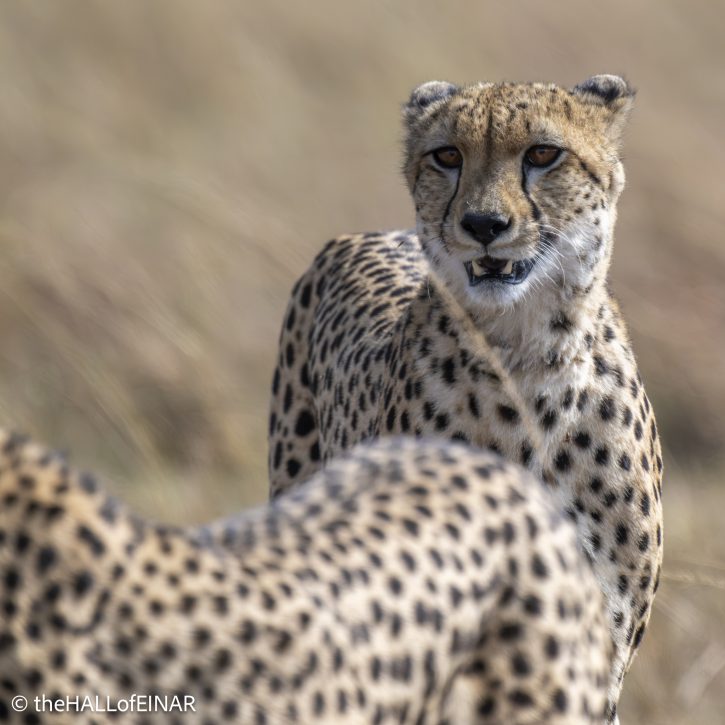 Cheetah - The Hall of Einar - photograph © David Bailey (not the)