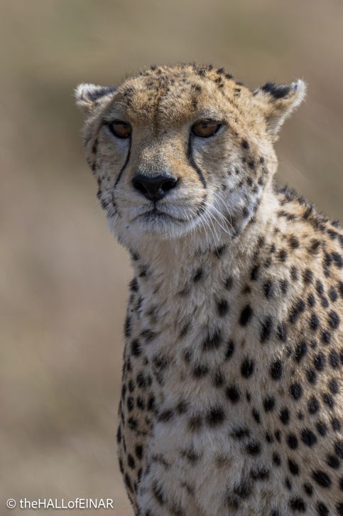 Cheetah - The Hall of Einar - photograph © David Bailey (not the)