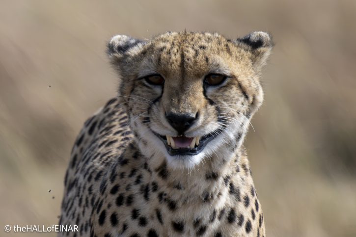 Cheetah - The Hall of Einar - photograph © David Bailey (not the)