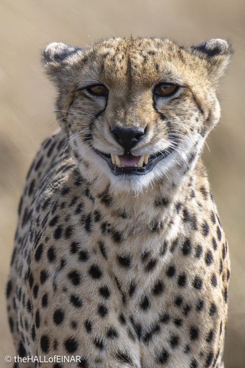 Cheetah - The Hall of Einar - photograph © David Bailey (not the)