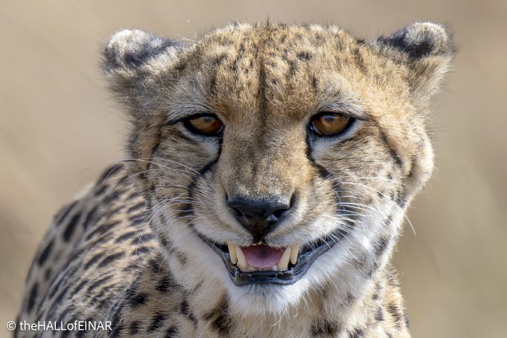 Cheetah - The Hall of Einar - photograph © David Bailey (not the)