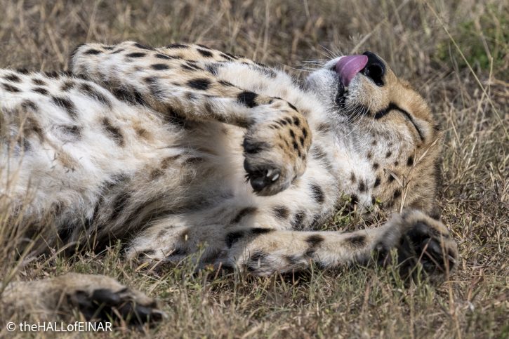 Cheetah - The Hall of Einar - photograph © David Bailey (not the)