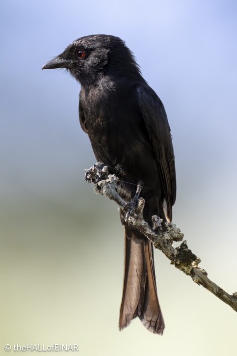 Common Drongo - Kenya Safari - The Hall of Einar- photograph © David Bailey (not the)