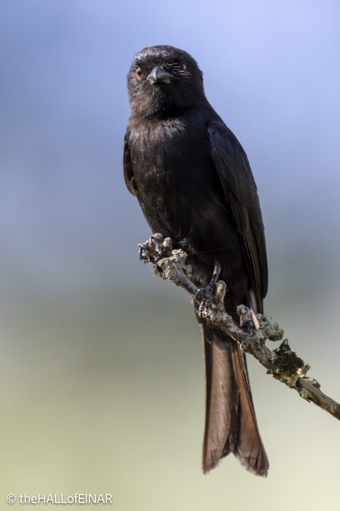 Common Drongo - Kenya Safari - The Hall of Einar- photograph © David Bailey (not the)