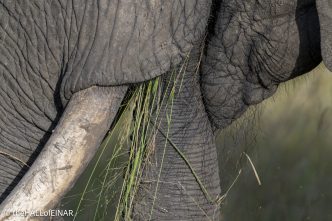 African Elephant - Kenya Safari - The Hall of Einar- photograph © David Bailey (not the)