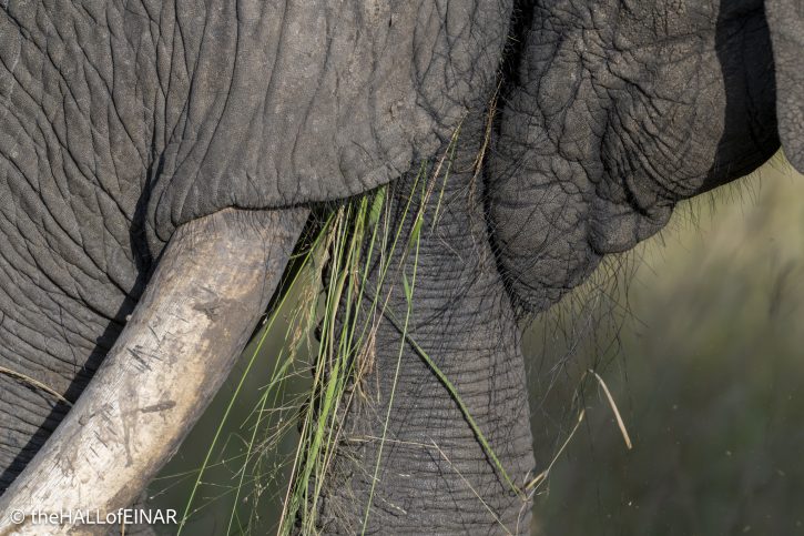 African Elephant - Kenya Safari - The Hall of Einar- photograph © David Bailey (not the)