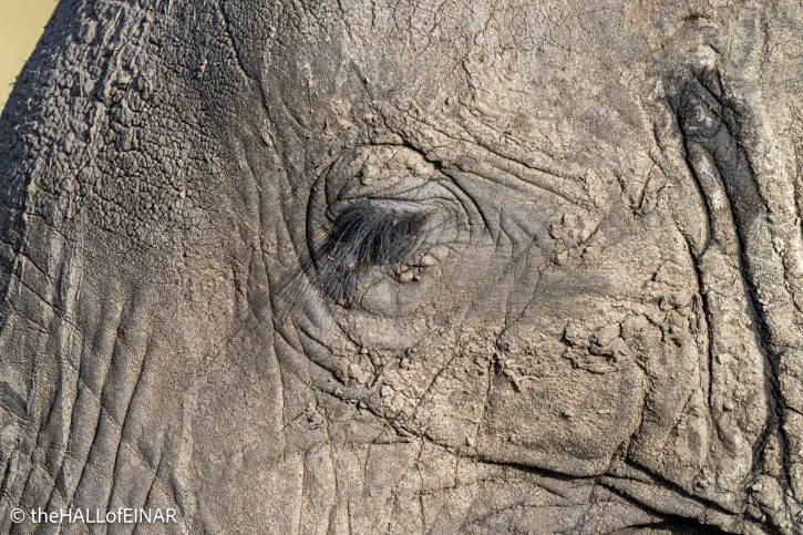 African Elephant - Kenya Safari - The Hall of Einar- photograph © David Bailey (not the)