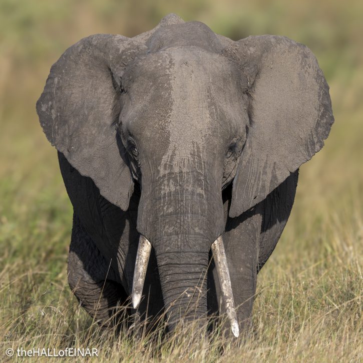African Elephant - Kenya Safari - The Hall of Einar- photograph © David Bailey (not the)