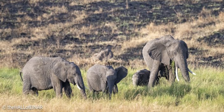 African Elephant - Kenya Safari - The Hall of Einar- photograph © David Bailey (not the)