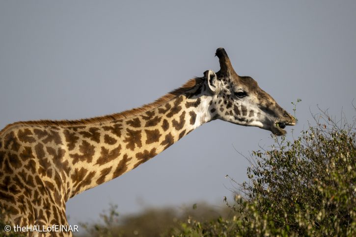 Masai Giraffe - Kenya Safari - The Hall of Einar- photograph © David Bailey (not the)
