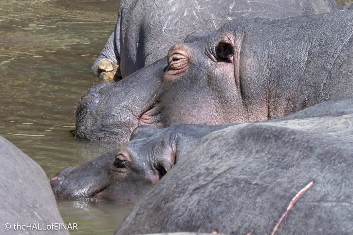 Mara River Hippo - Kenya Safari - The Hall of Einar- photograph © David Bailey (not the)