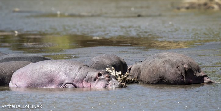 Mara River Hippo - Kenya Safari - The Hall of Einar- photograph © David Bailey (not the)