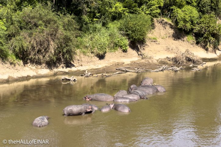 Mara River Hippo - Kenya Safari - The Hall of Einar- photograph © David Bailey (not the)