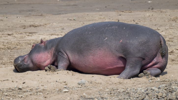Mara River Hippo - Kenya Safari - The Hall of Einar- photograph © David Bailey (not the)