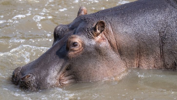 Mara River Hippo - Kenya Safari - The Hall of Einar- photograph © David Bailey (not the)