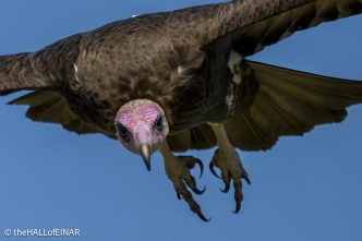 Hooded Vulture - Kenya Safari - The Hall of Einar- photograph © David Bailey (not the)