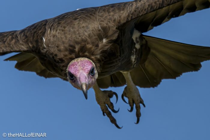 Hooded Vulture - Kenya Safari - The Hall of Einar- photograph © David Bailey (not the)