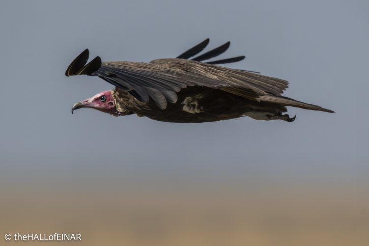 Hooded Vulture - Kenya Safari - The Hall of Einar- photograph © David Bailey (not the)