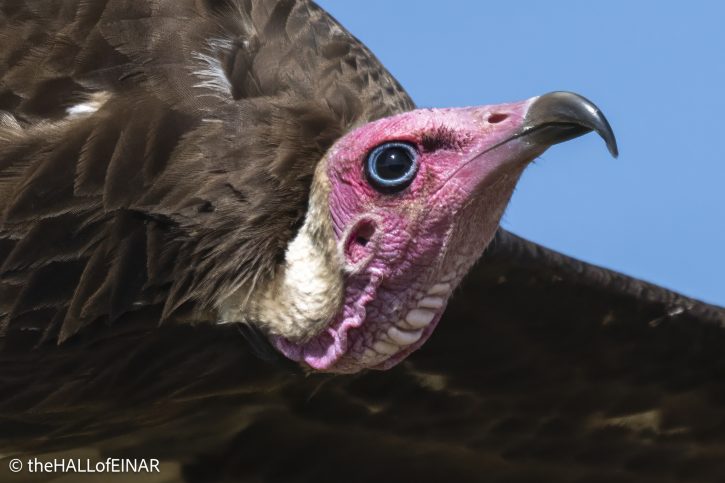 Hooded Vulture - Kenya Safari - The Hall of Einar- photograph © David Bailey (not the)