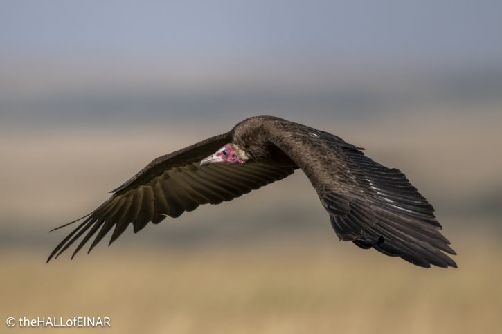 Hooded Vulture - Kenya Safari - The Hall of Einar- photograph © David Bailey (not the)