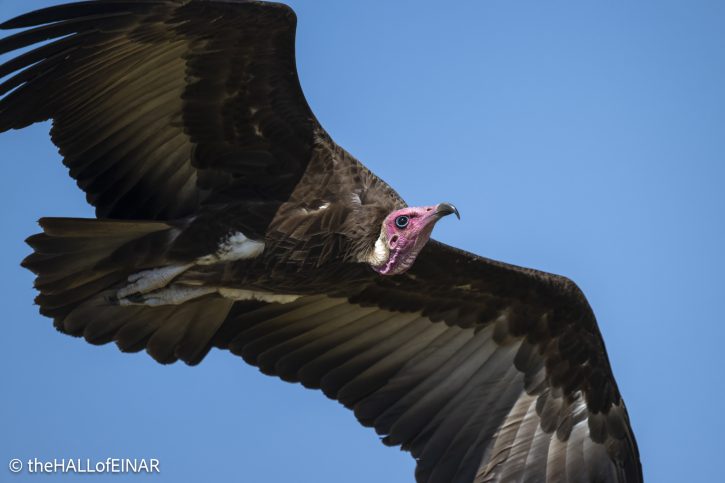 Hooded Vulture - Kenya Safari - The Hall of Einar- photograph © David Bailey (not the)