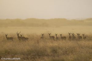 Impala - Kenya Safari - The Hall of Einar- photograph © David Bailey (not the)