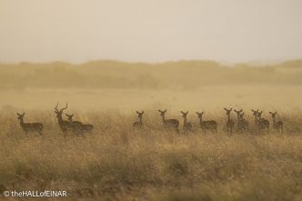Impala - Kenya Safari - The Hall of Einar- photograph © David Bailey (not the)