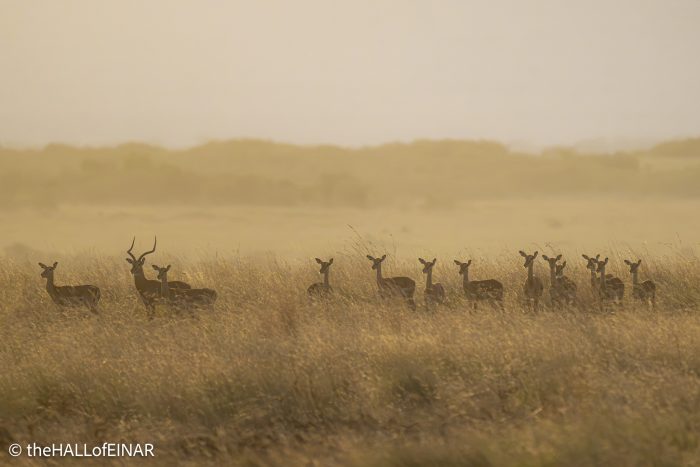 Impala - Kenya Safari - The Hall of Einar- photograph © David Bailey (not the)