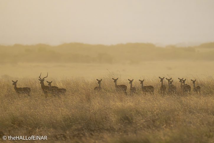 Impala - Kenya Safari - The Hall of Einar- photograph © David Bailey (not the)