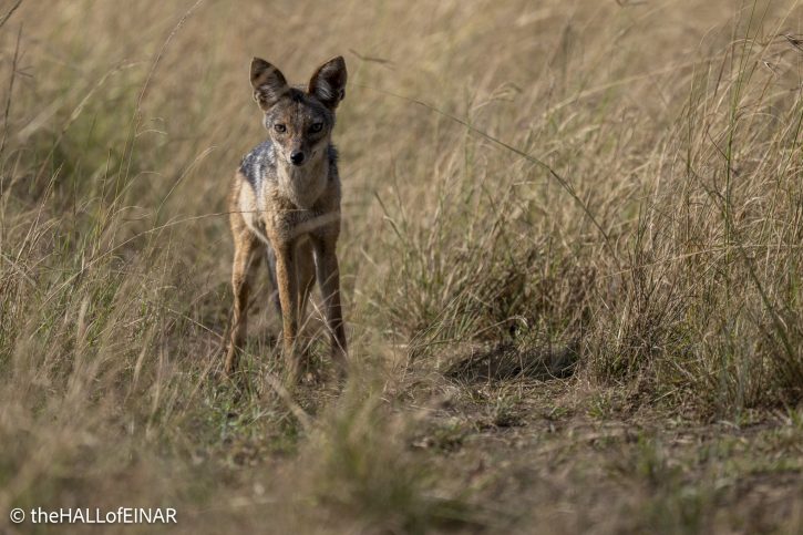 Black-Backed Jackal - Kenya Safari - The Hall of Einar- photograph © David Bailey (not the)