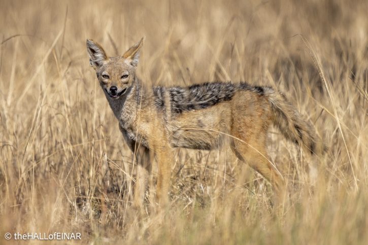 Black-Backed Jackal - Kenya Safari - The Hall of Einar- photograph © David Bailey (not the)